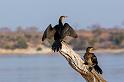 054 Botswana, Chobe NP, afrikaanse aalscholvers